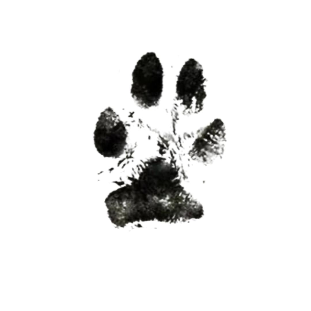 Carimbo Patinha do Amor Sem Tinta para Registrar Pegadas de Cães Lembrança Fofa e Segura para Eternizar o Seu AUmor